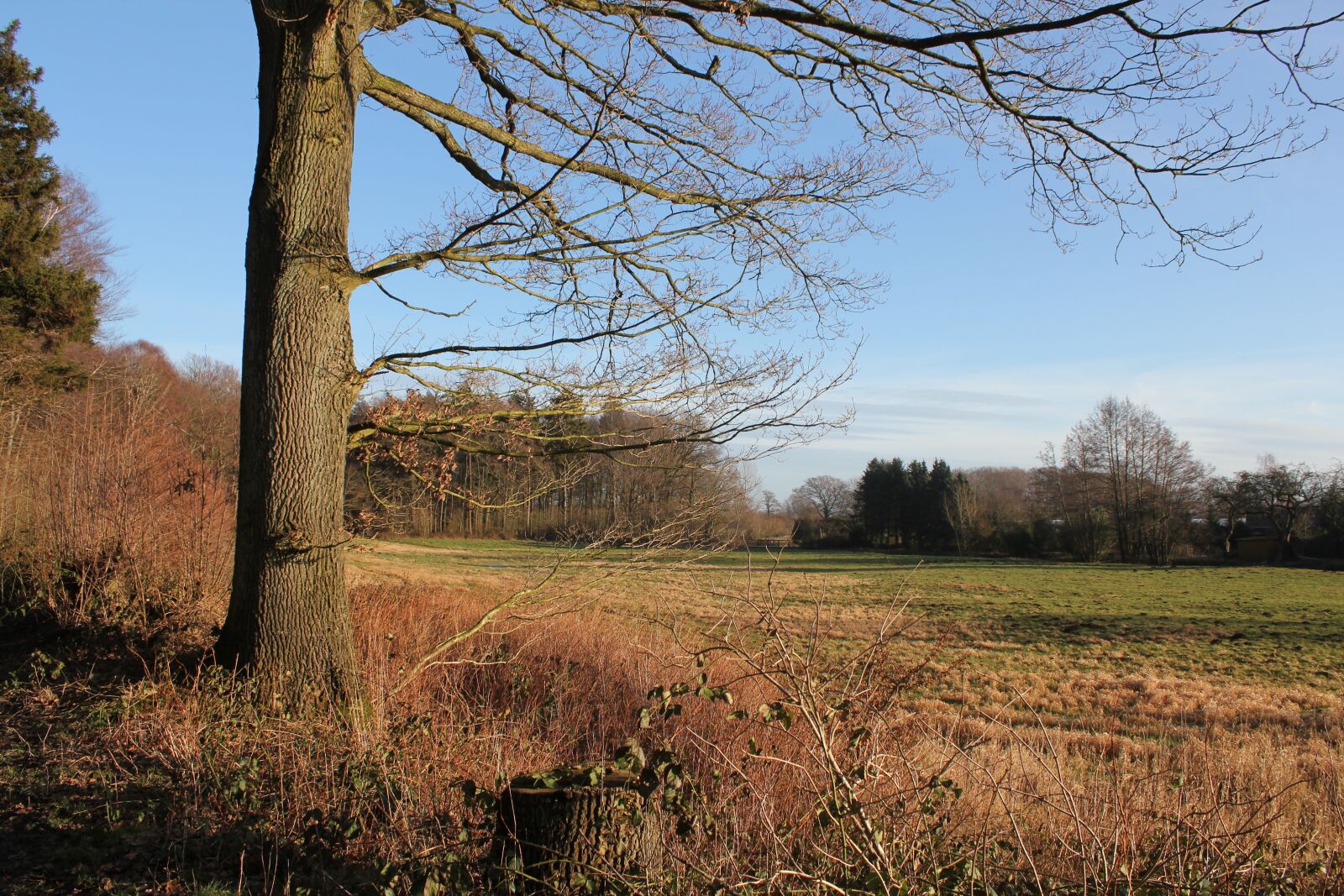 Canon EOS 550D (EOS Rebel T2i / EOS Kiss X4) sample photo. Nature, tree, autumn photography