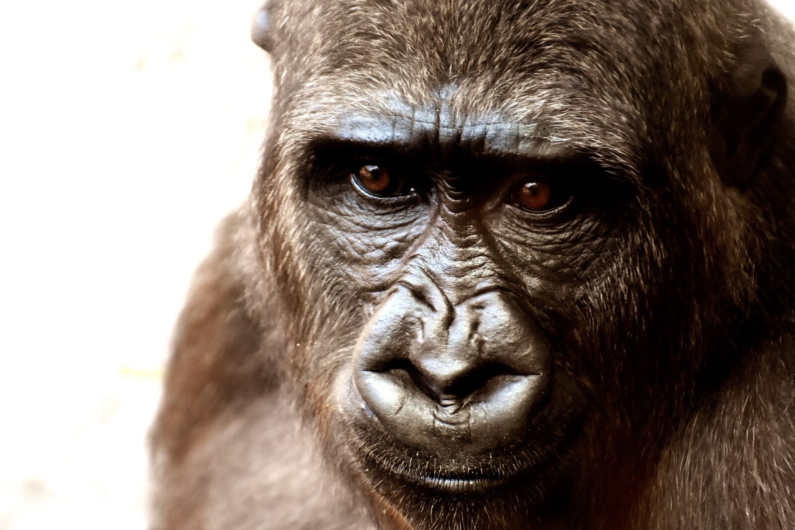 Nikon D7200 sample photo. Gorilla, monkey, animal photography