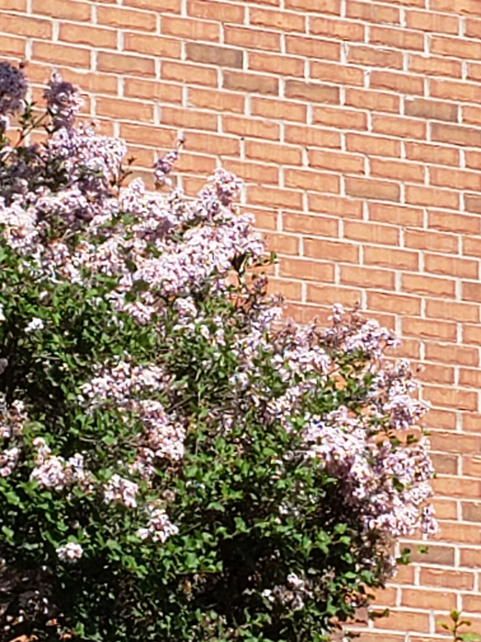 Samsung Galaxy S9 sample photo. Flowers, pretty, spring photography
