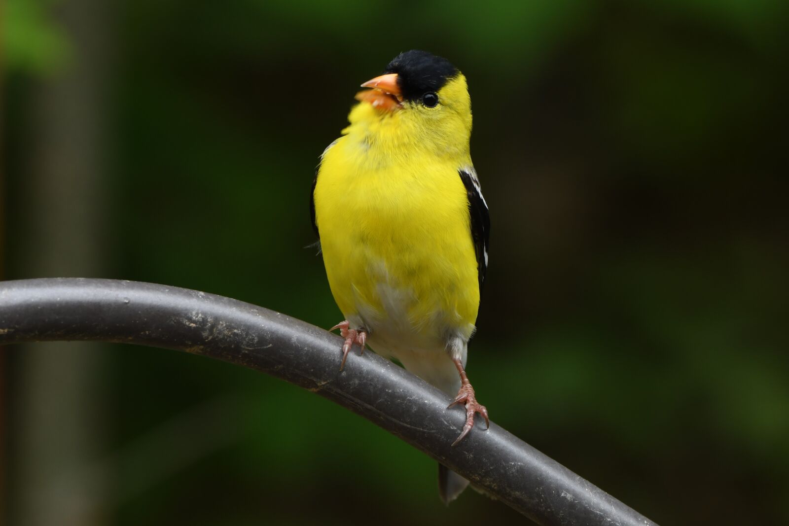 Nikon D850 sample photo. American goldfinch, finch, bird photography