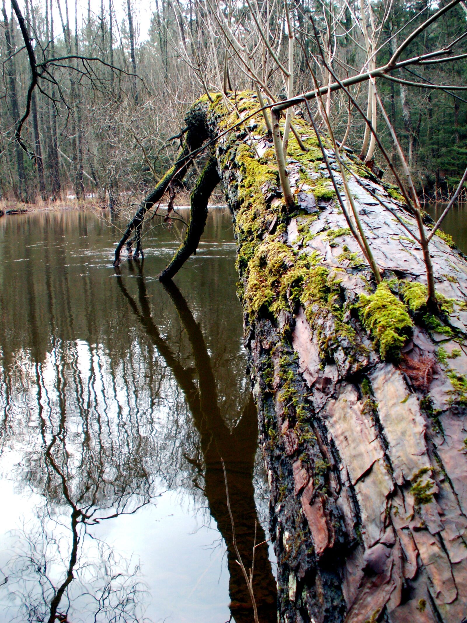 KONICA MINOLTA DiMAGE Z5 sample photo. Nature, tree, monolithic part photography