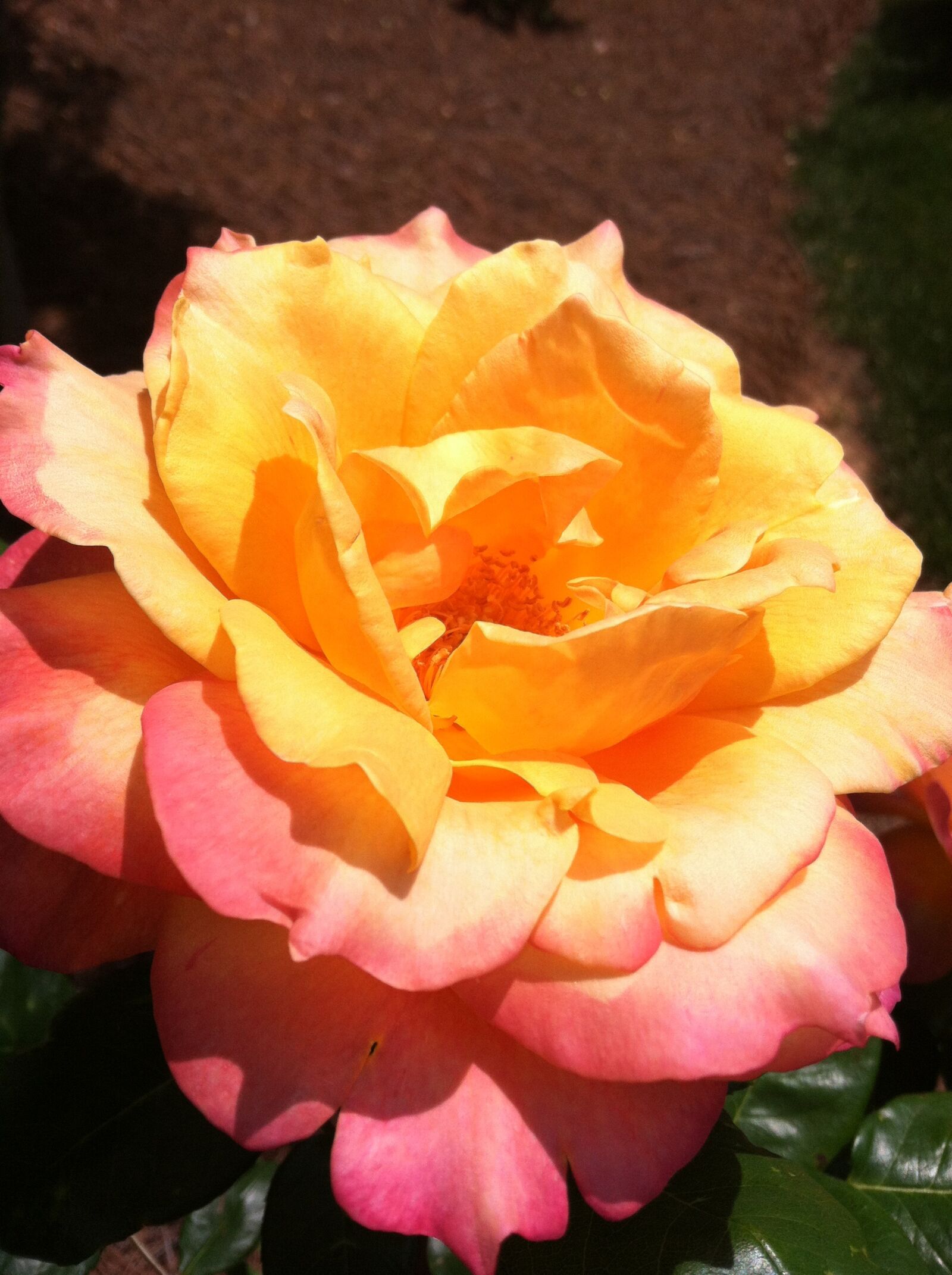Apple iPhone 4 sample photo. Flower, rose, blossom photography