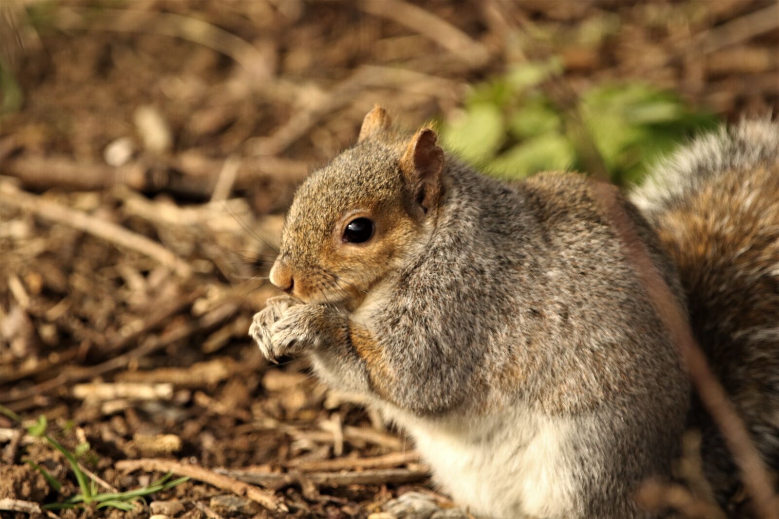 150-600mm F5-6.3 DG OS HSM | Contemporary 015 sample photo. Squirrel, feeding, nature photography