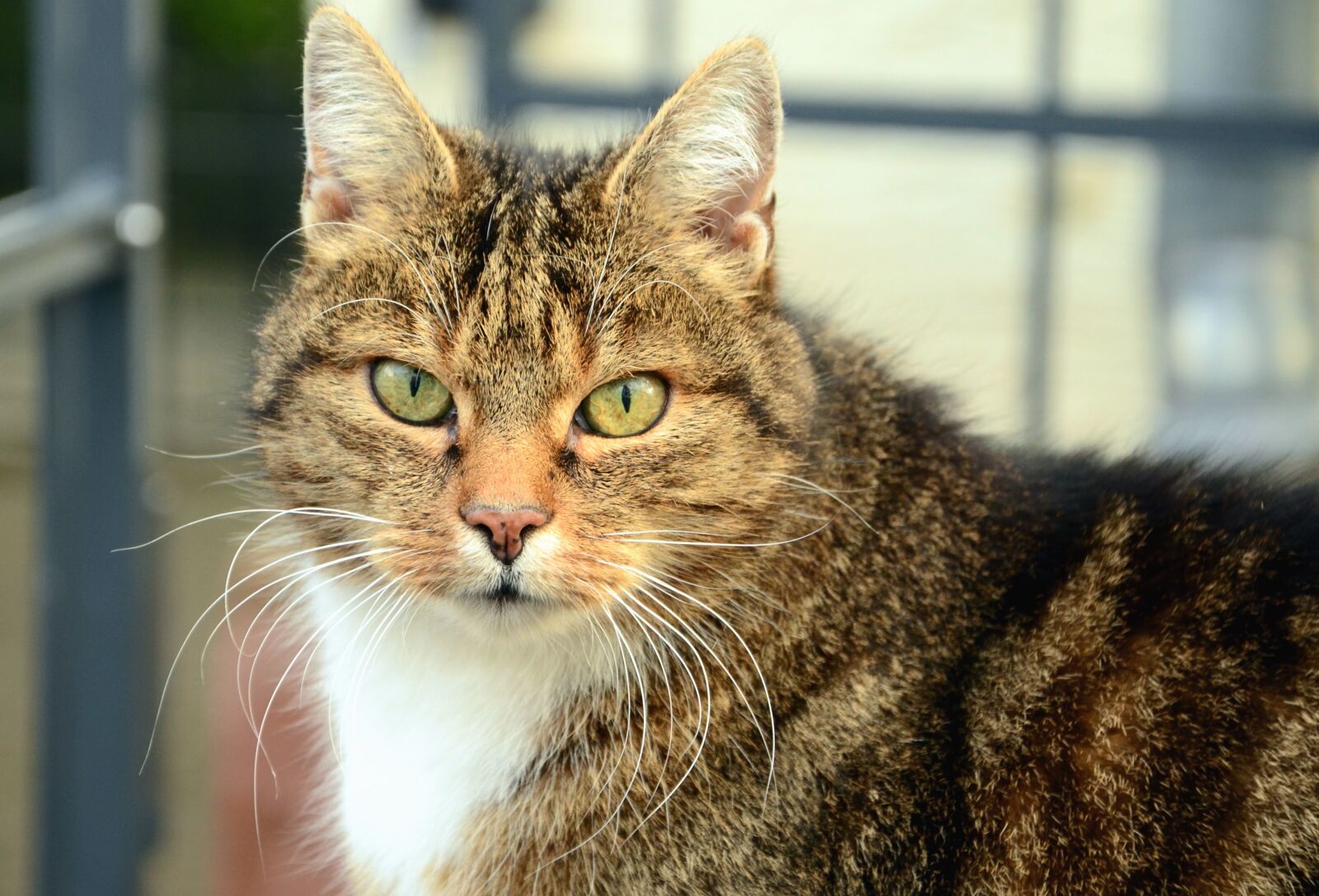 Nikon D5100 sample photo. Cat, pet, domestic animal photography