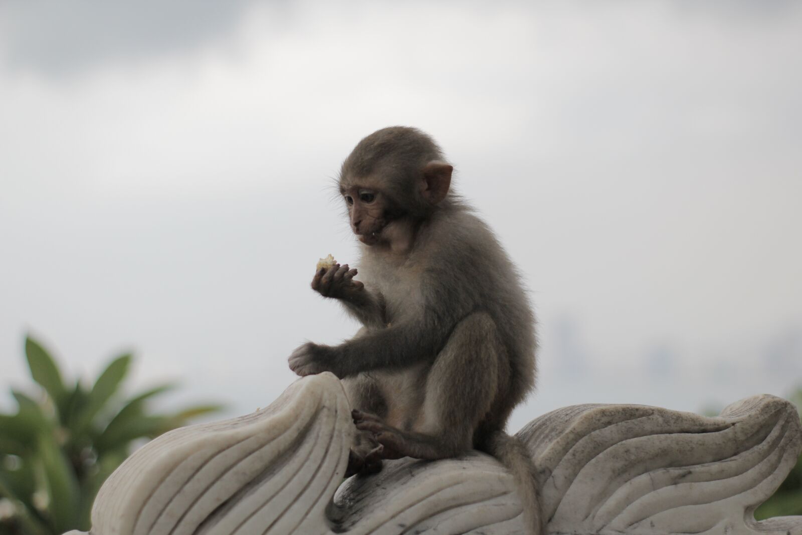 Canon EOS 60D sample photo. Monkey, eat, animal photography