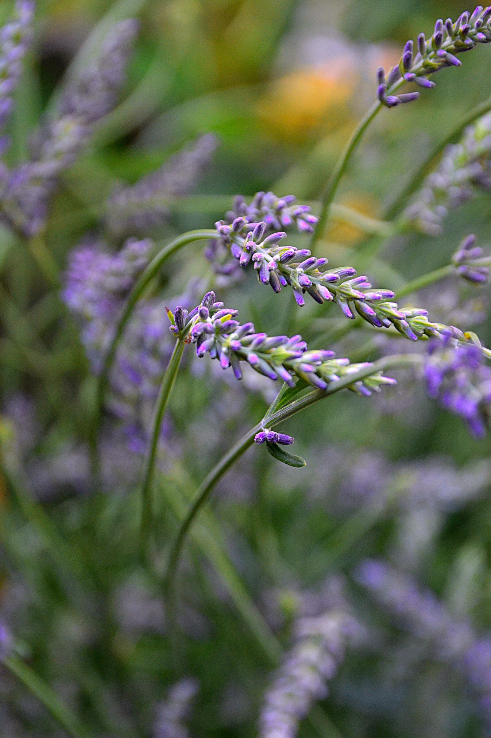 Nikon D3200 sample photo. Purple, plant, lavender photography