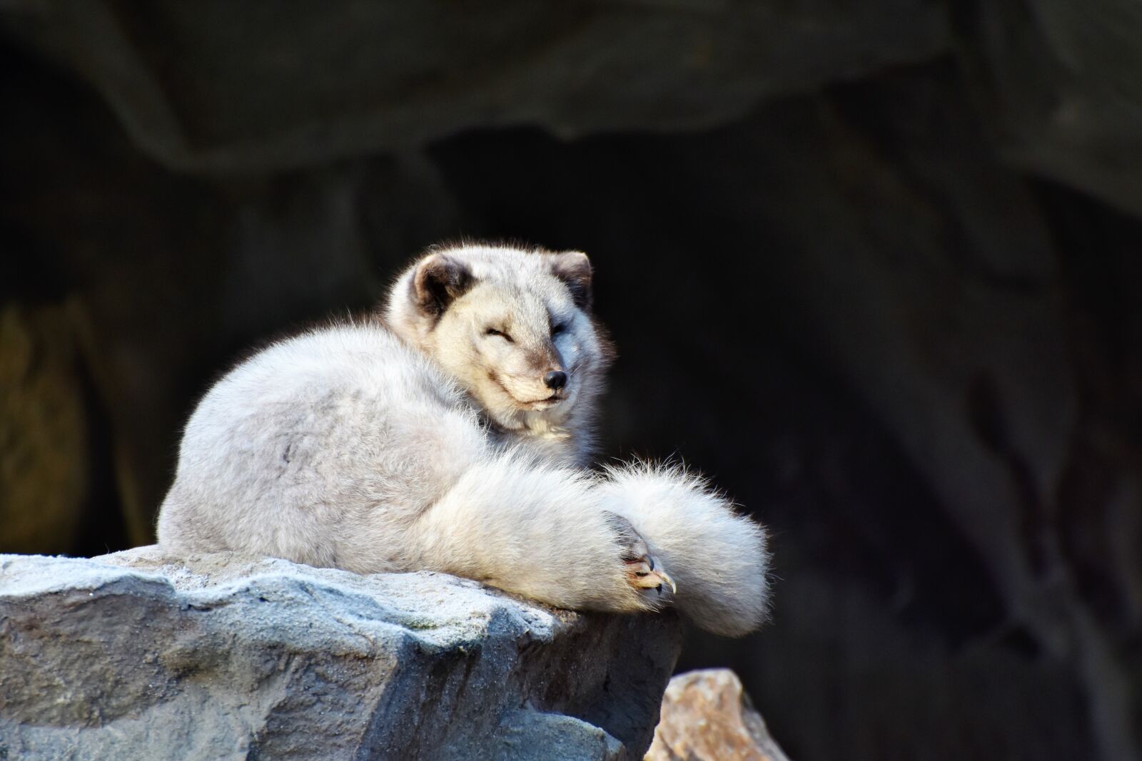 Nikon D7200 sample photo. Arctic fox, fuchs, wild photography