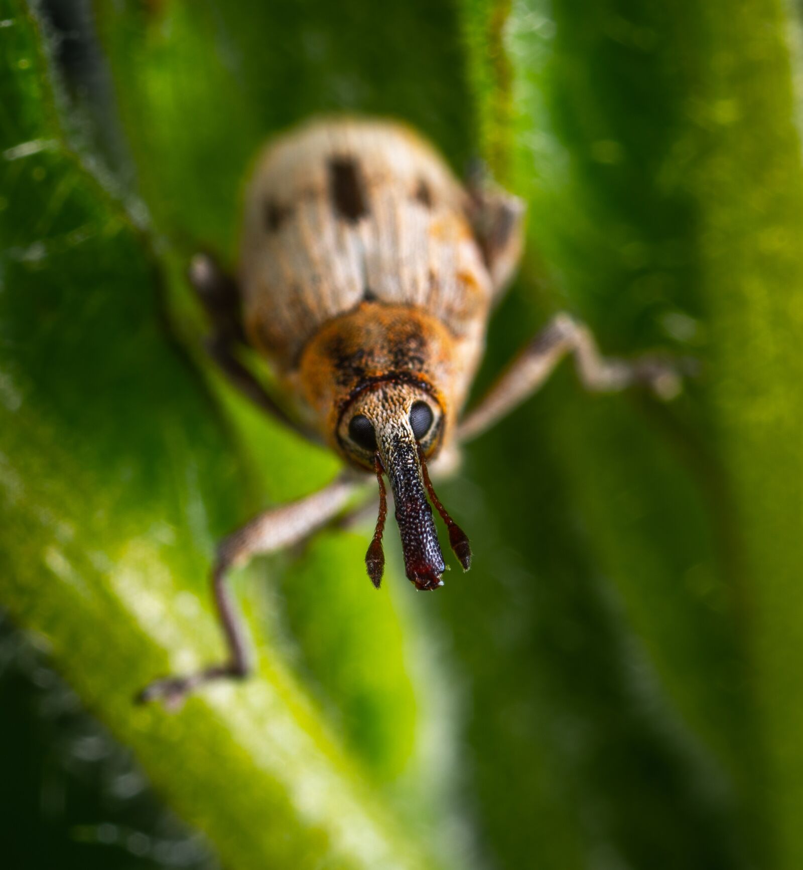 Sony a7R II sample photo. Beetle, insect, coleoptera photography