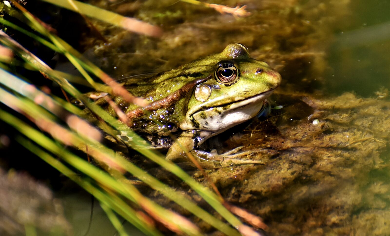 Nikon D7200 sample photo. Frog, pond, animal photography