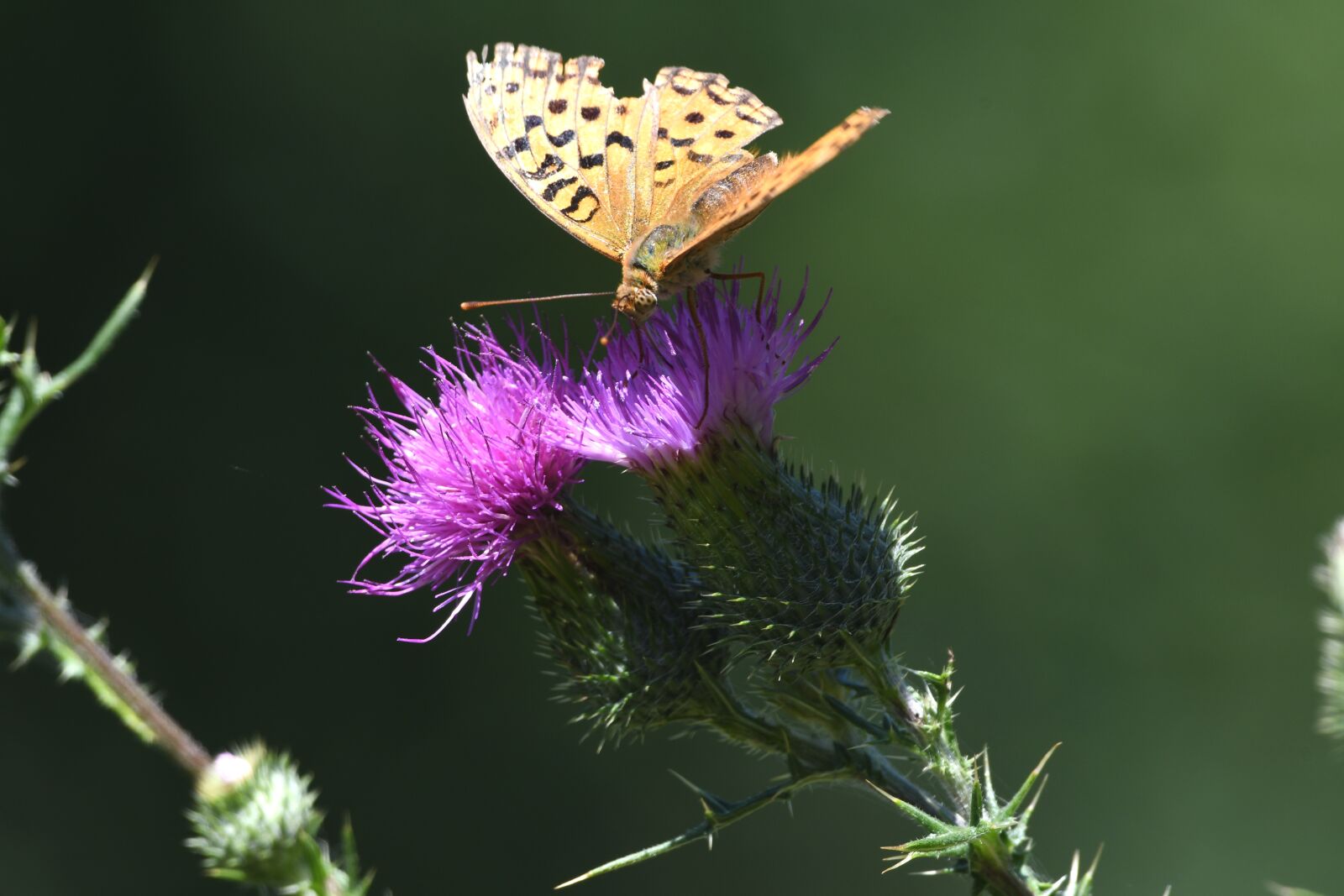 Nikon D7500 sample photo. Butterfly, insect, thistle photography