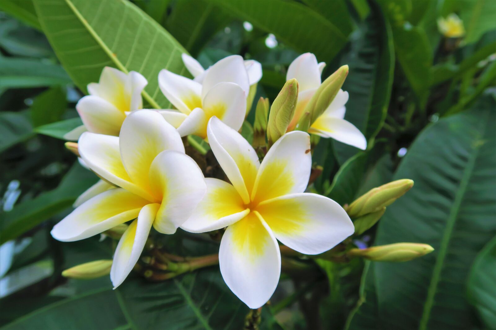 Canon PowerShot G7 X sample photo. Tropical, flower, rose photography