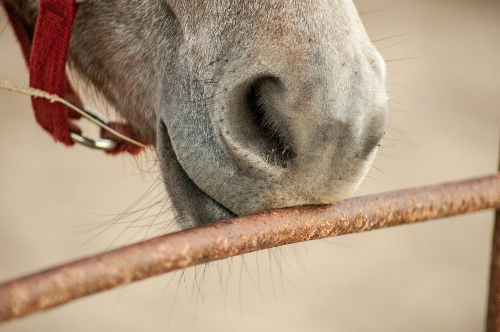 Nikon D70s sample photo. Horse, nuzzle, nose photography