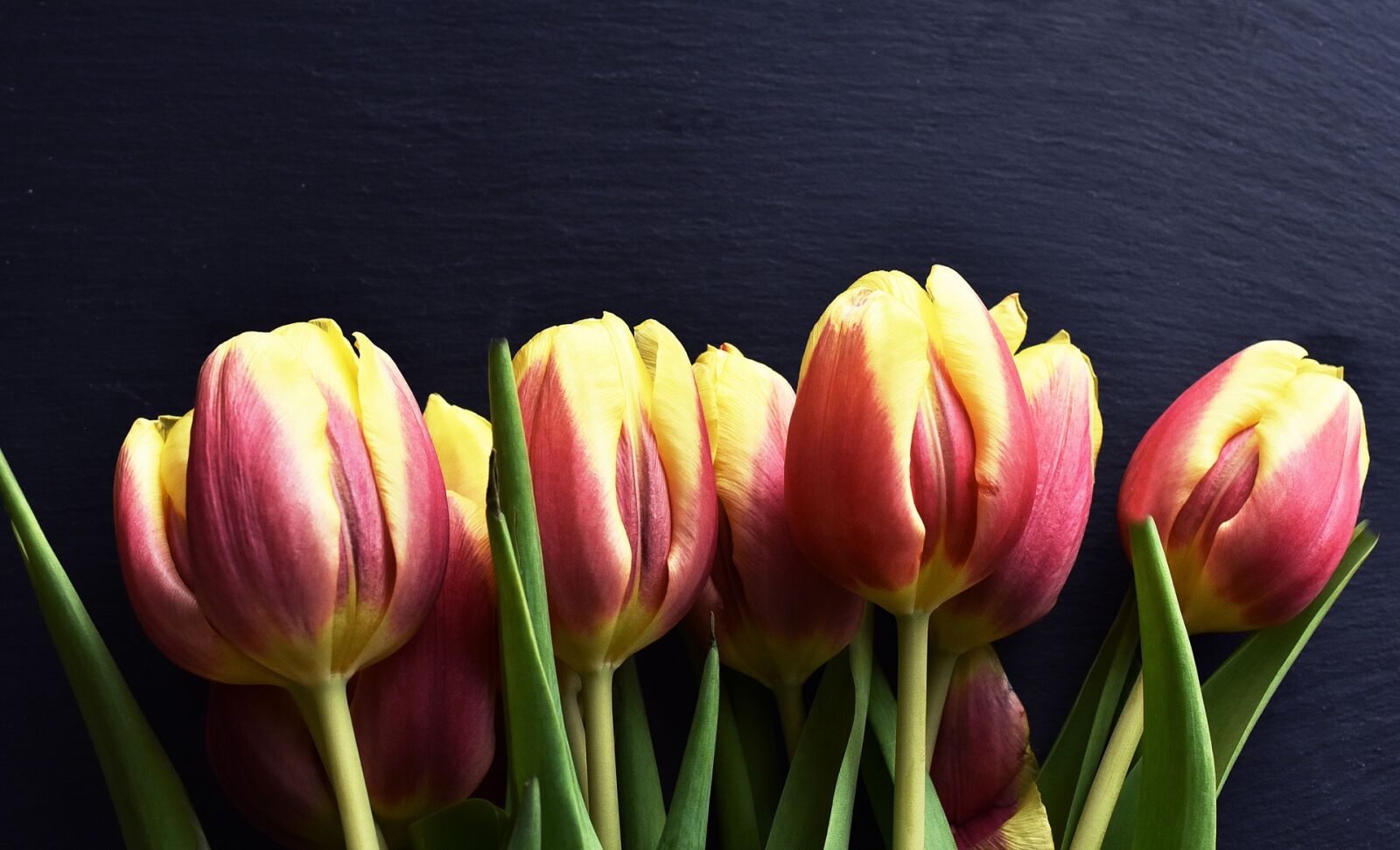 Nikon D750 sample photo. Tulips, flowers, flower photography