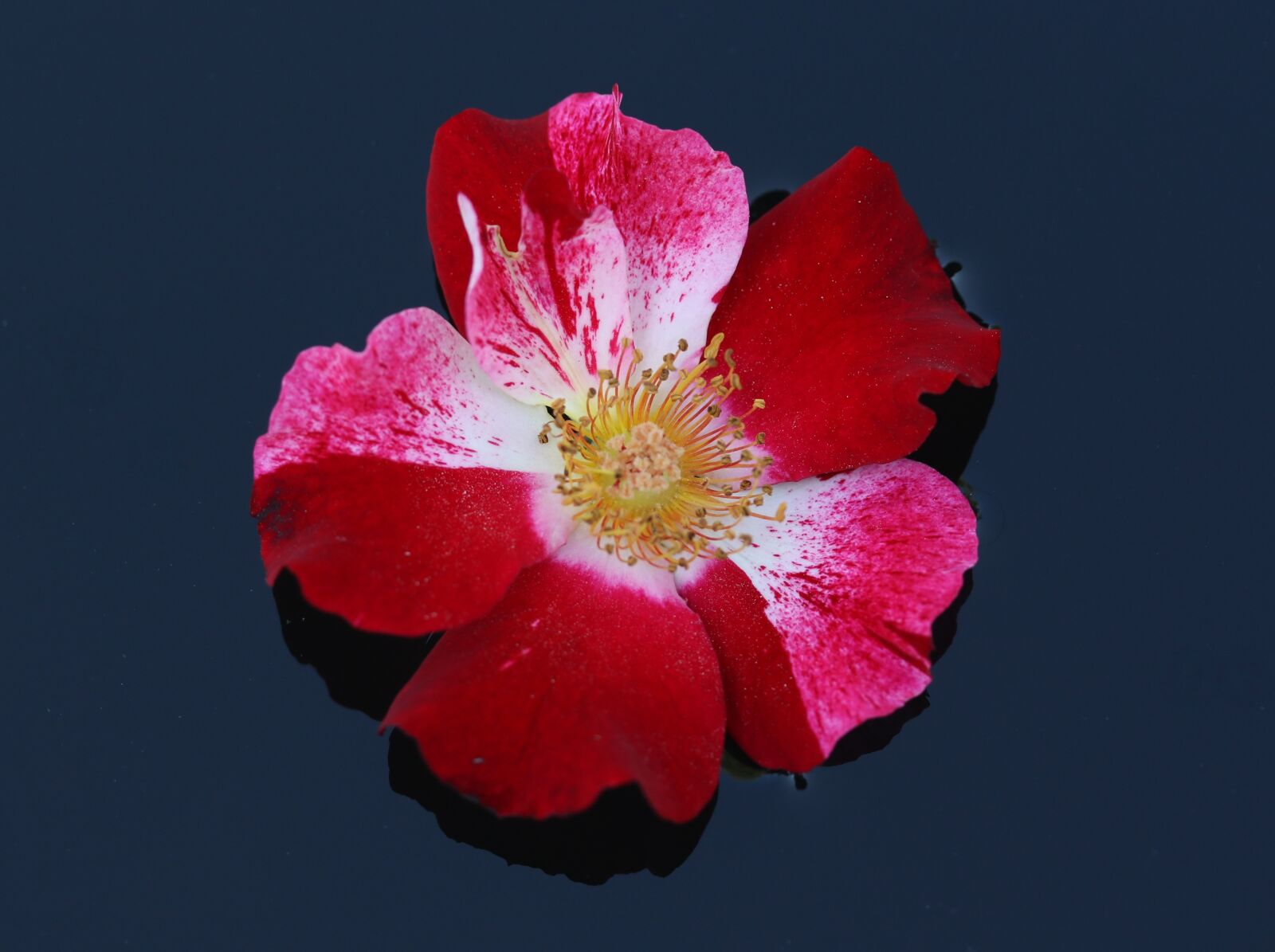 Canon EF-S 60mm F2.8 Macro USM sample photo. Rose, flower, red photography