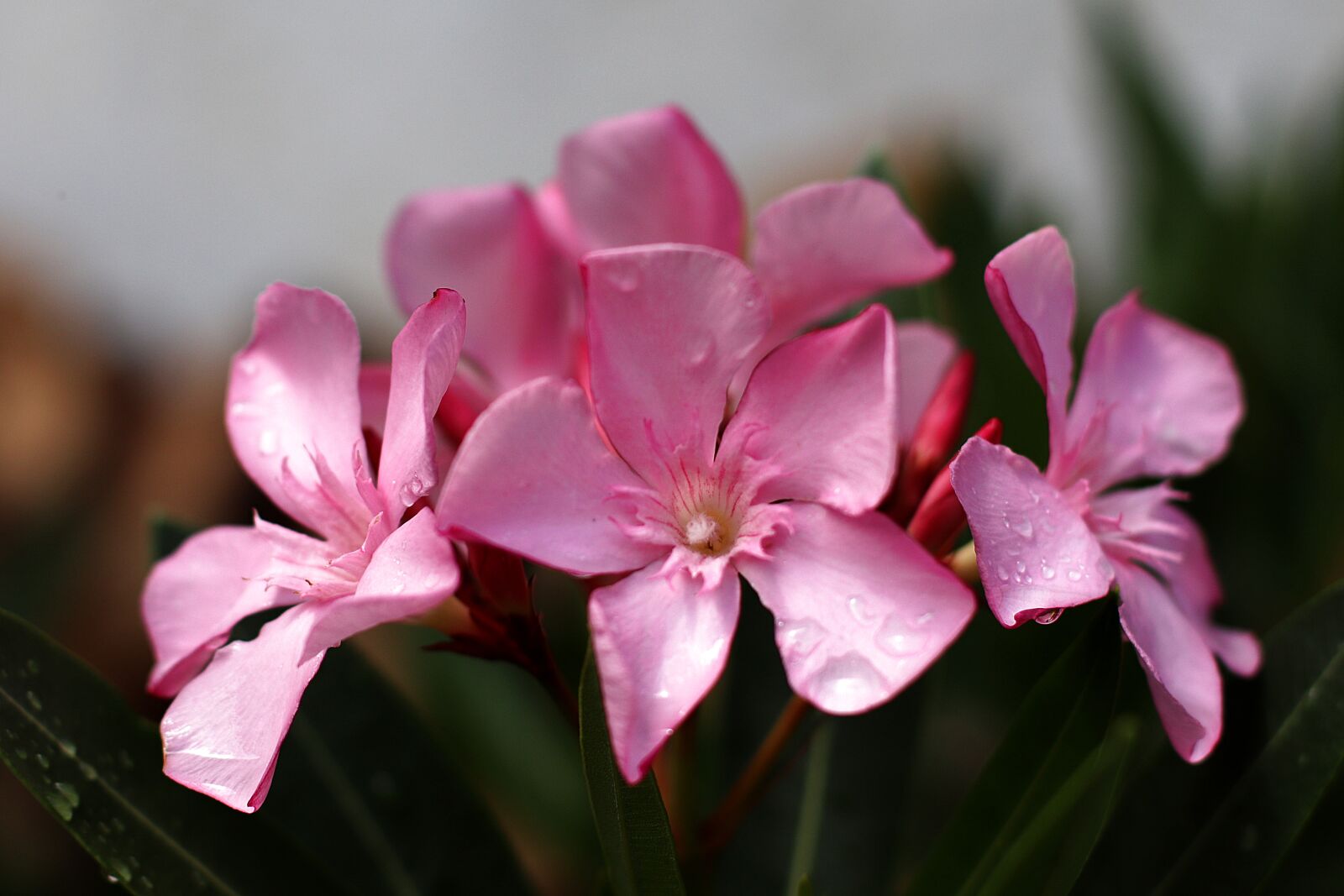 Canon EF 50mm F1.4 USM sample photo. Oleander, flowers, ornamental shrub photography
