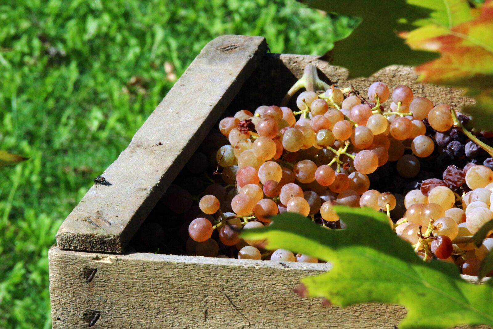 Canon EOS 100D (EOS Rebel SL1 / EOS Kiss X7) sample photo. Vintage, grapes, autumn photography