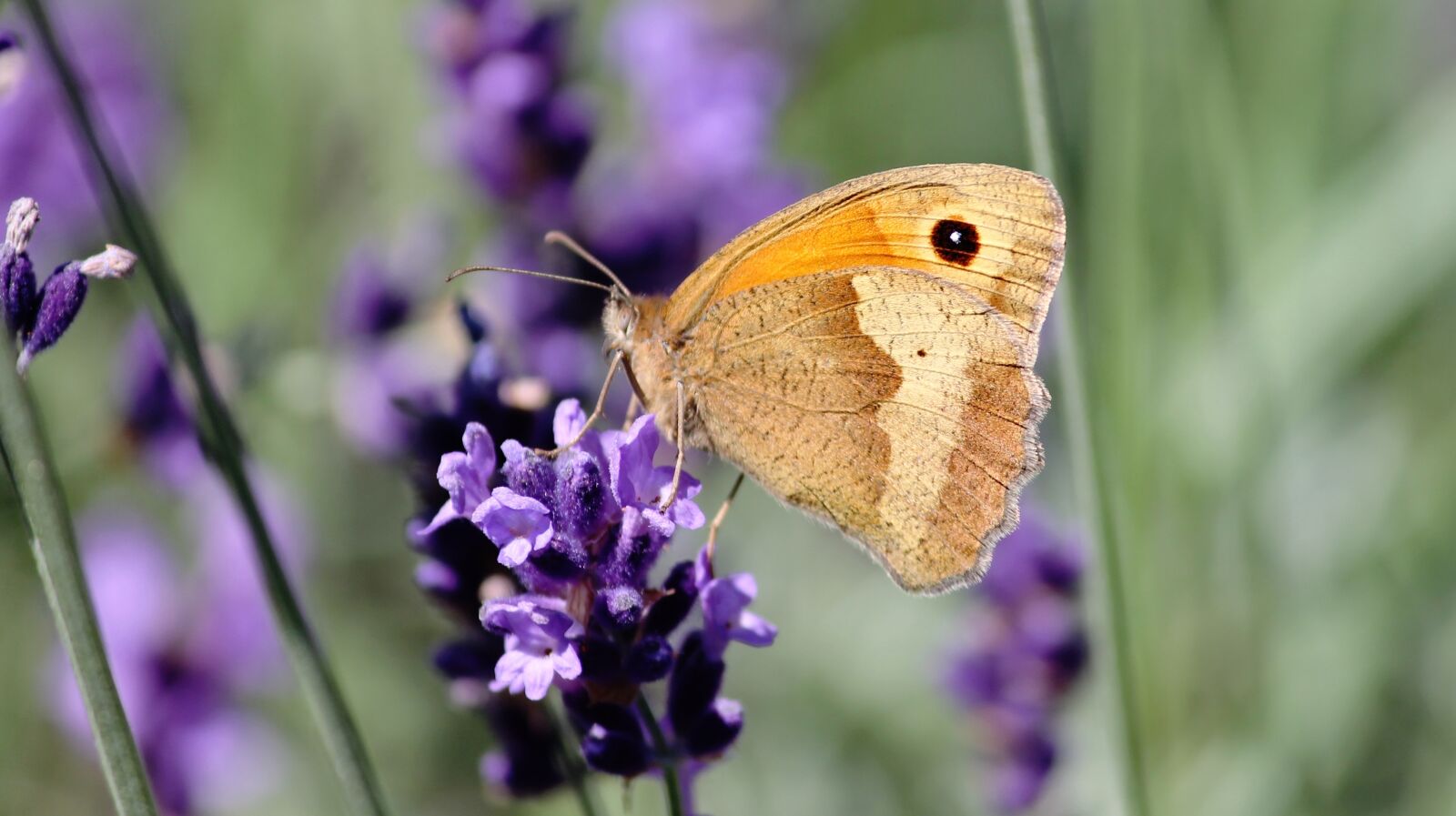 Canon EOS 1100D (EOS Rebel T3 / EOS Kiss X50) sample photo. Lycaon, butterfly, satyrinae photography