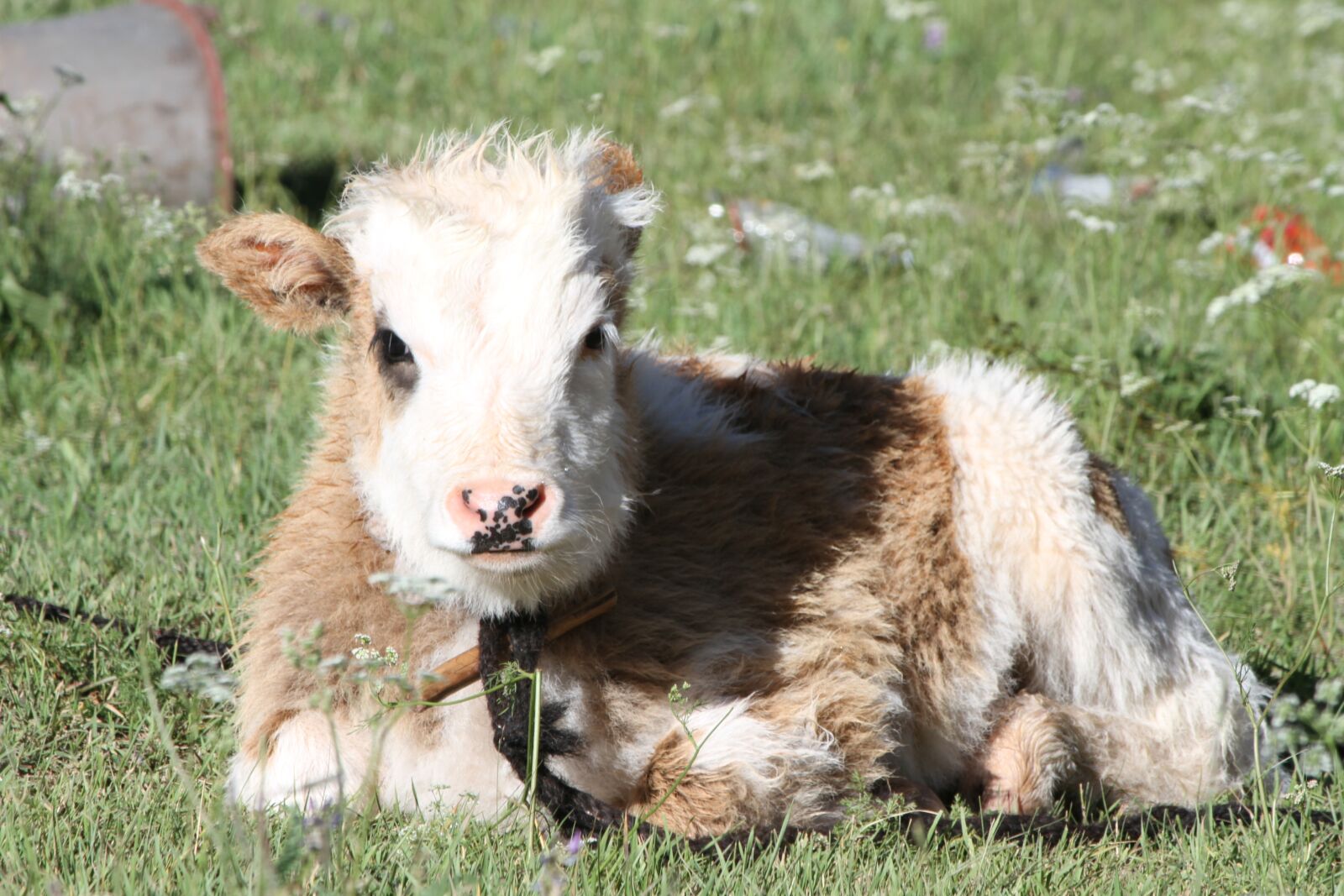 Canon EOS 7D sample photo. Pet, 犛 cattle, tibet photography