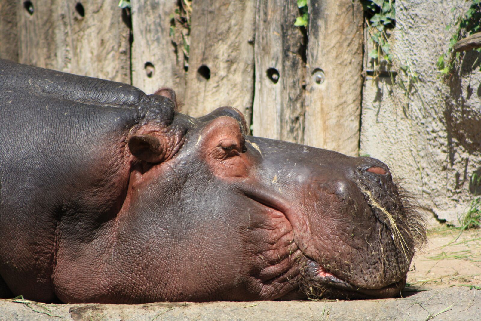 Canon EOS 1000D (EOS Digital Rebel XS / EOS Kiss F) sample photo. Hippopotamus, nature, hippo photography