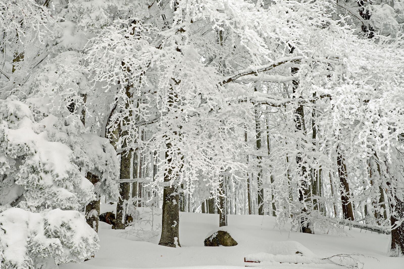 Fujifilm X-T10 + Fujifilm XF 35mm F1.4 R sample photo. Forest, winter forest, winter photography