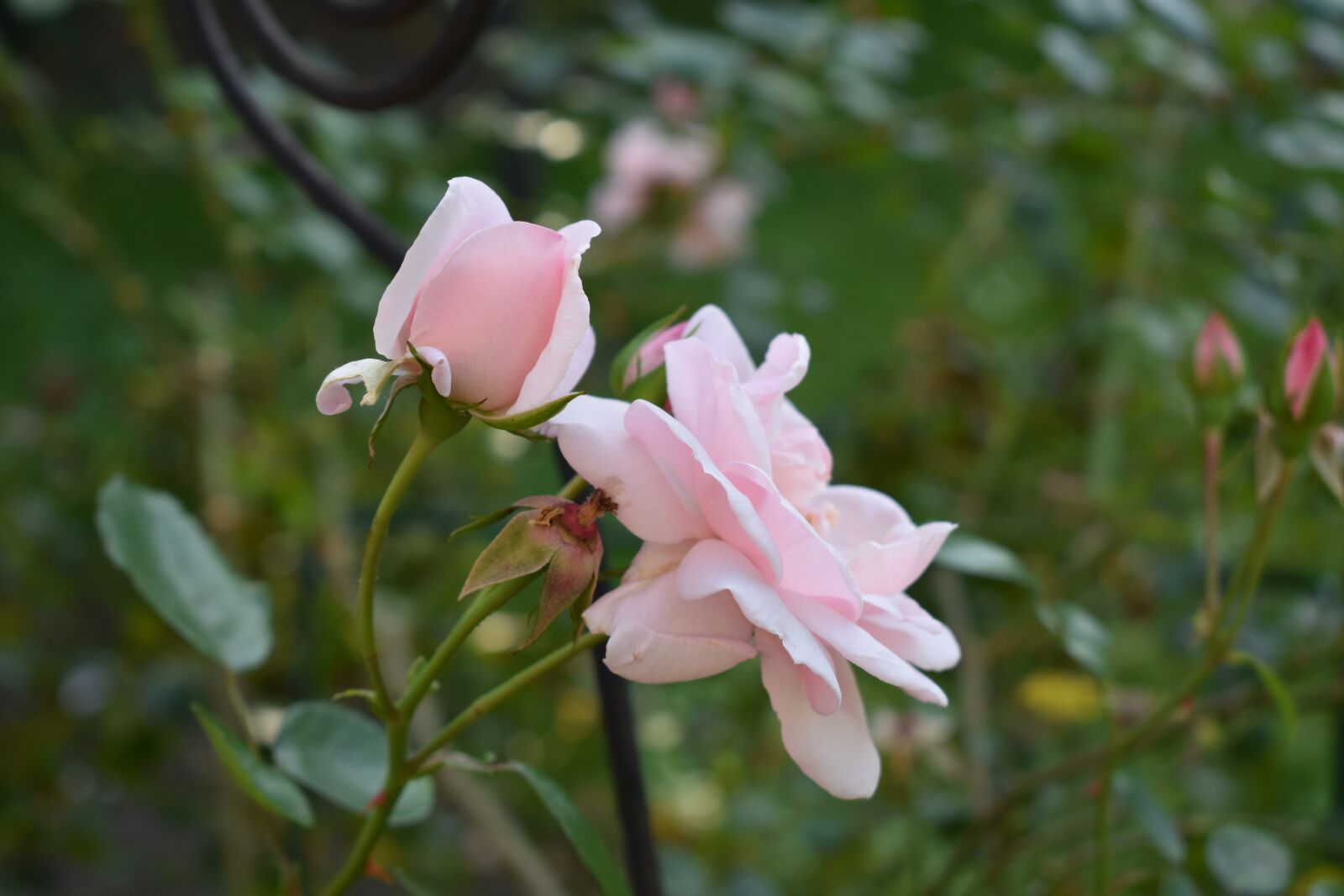 Nikon D3500 sample photo. Rose, flower, blossom photography