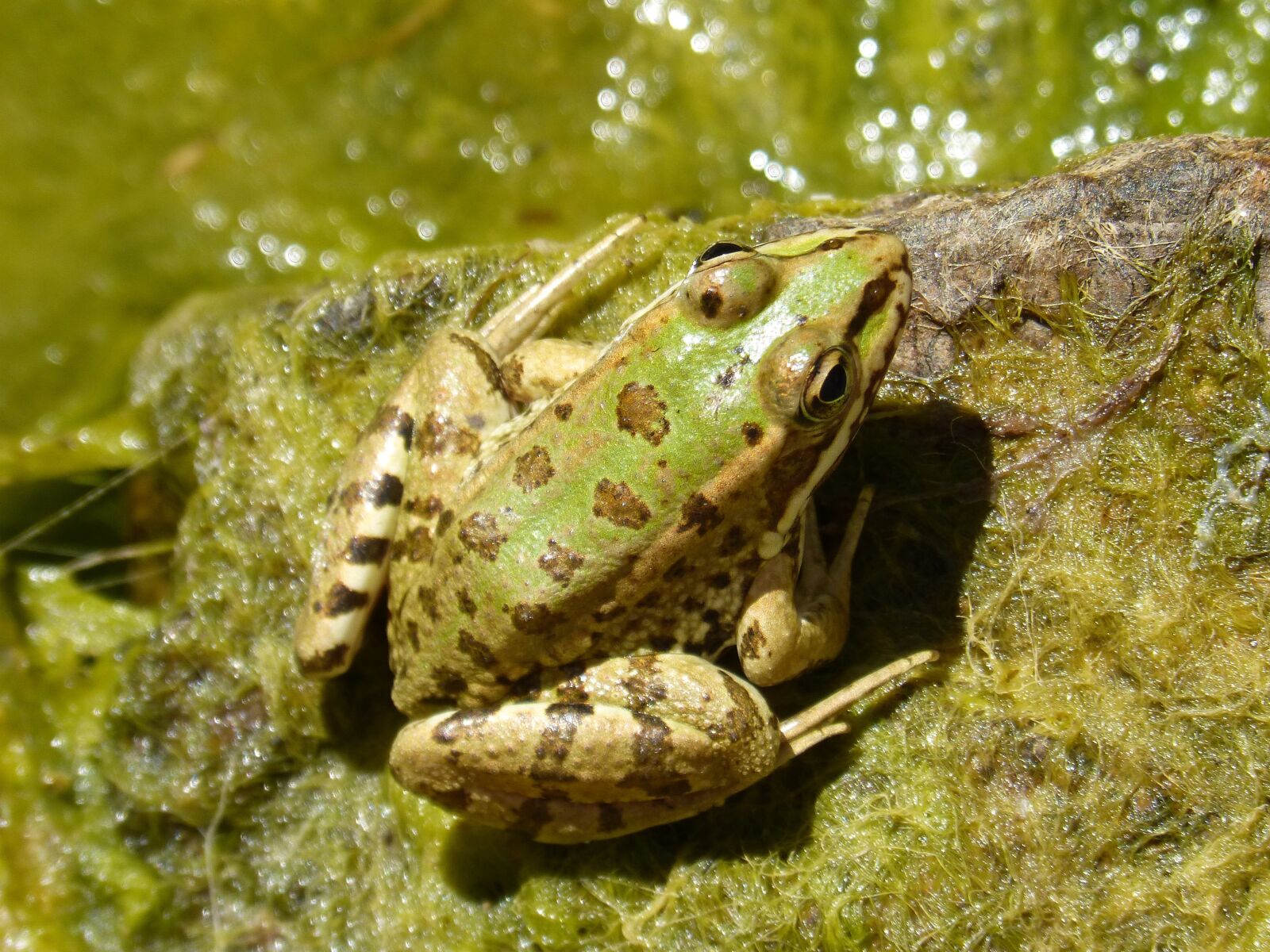 Panasonic DMC-FZ62 sample photo. Frog, green frog, batrachian photography