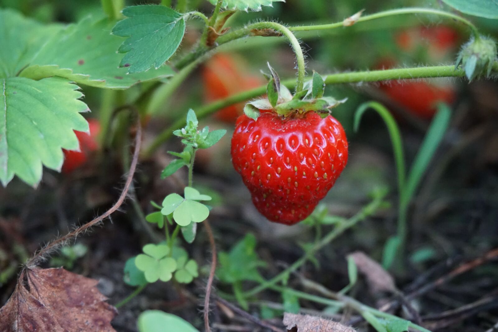 Sony a6000 sample photo. Strawberry, red, summer photography