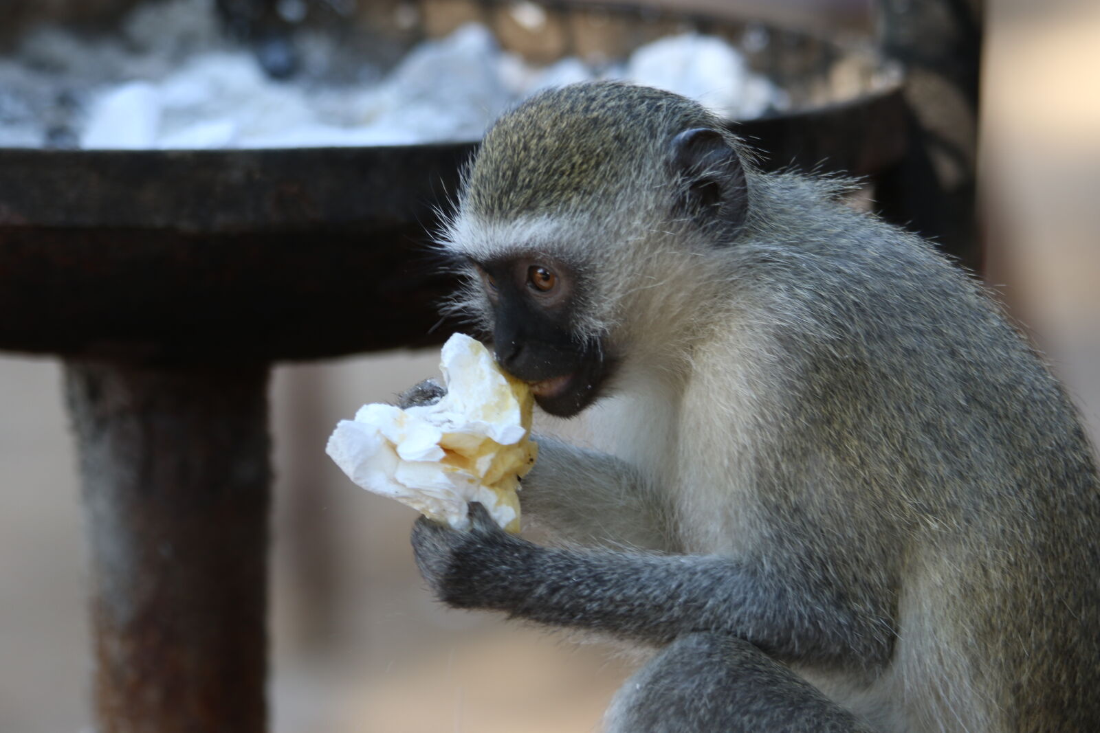 Canon EOS 7D Mark II sample photo. Animal, dangerous, eat, hungry photography