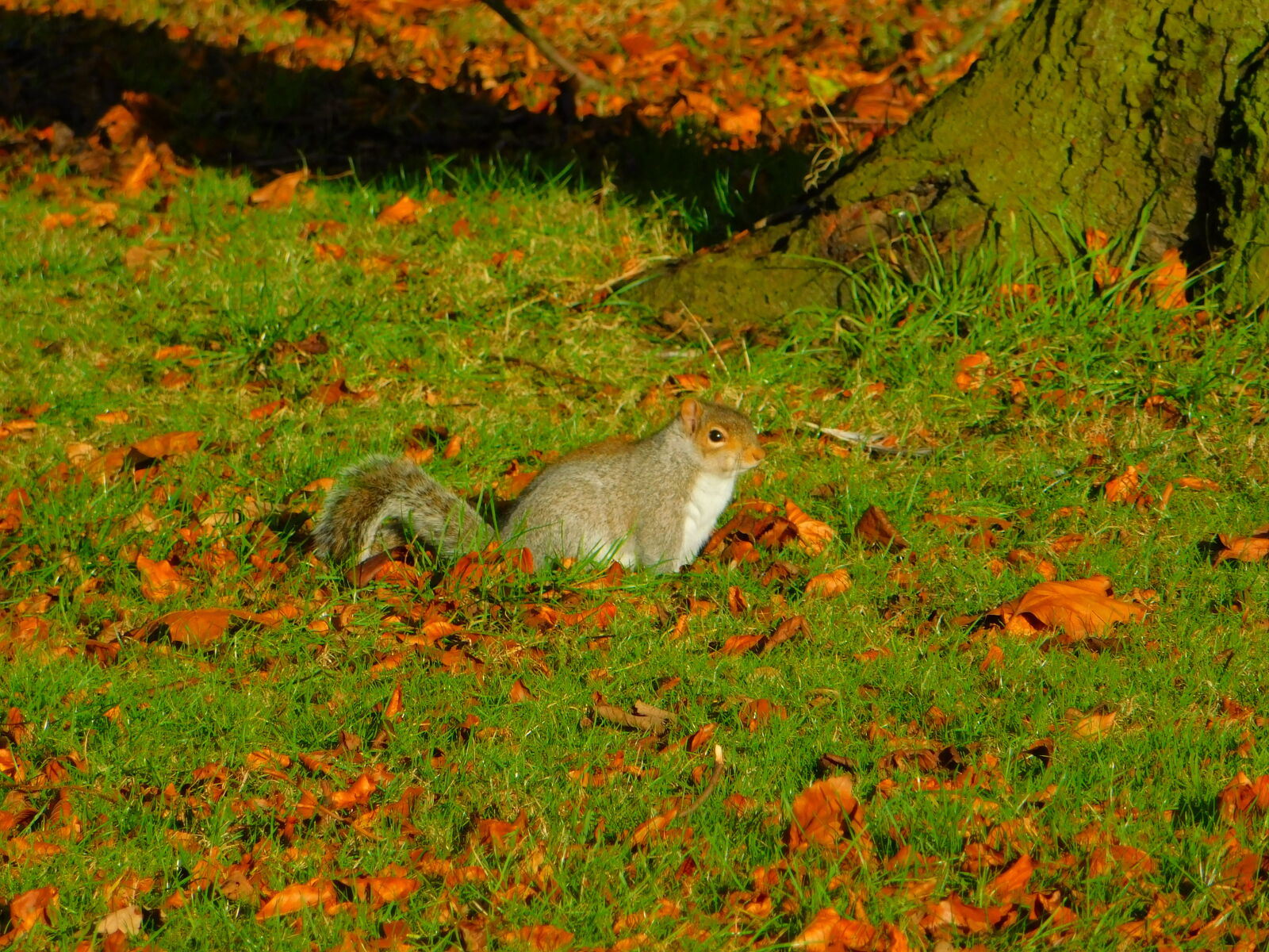 Nikon Coolpix B500 sample photo. Autumn, leaves, squirrel photography
