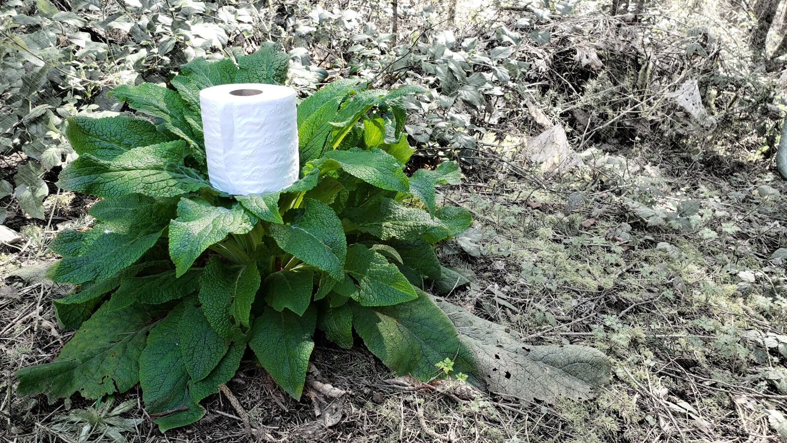 Samsung Galaxy Note9 sample photo. Toilet paper, t p photography