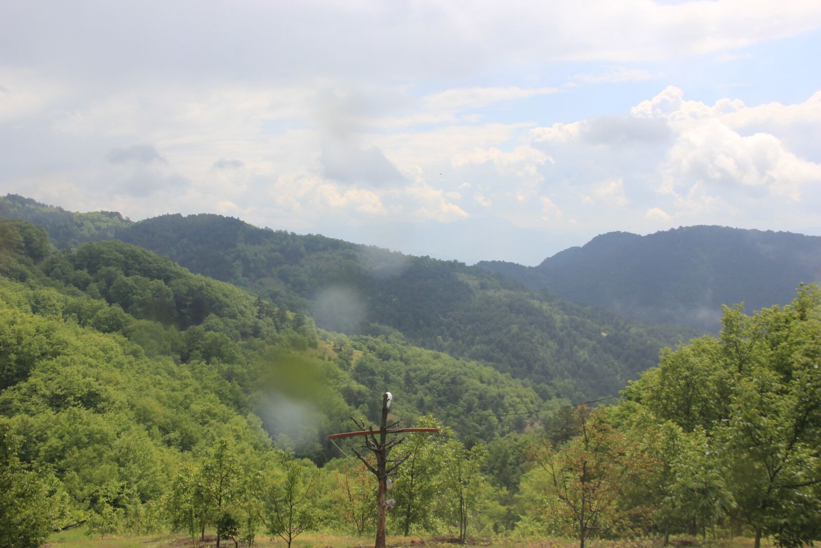 Canon EOS 550D (EOS Rebel T2i / EOS Kiss X4) sample photo. Forest, nature, green photography