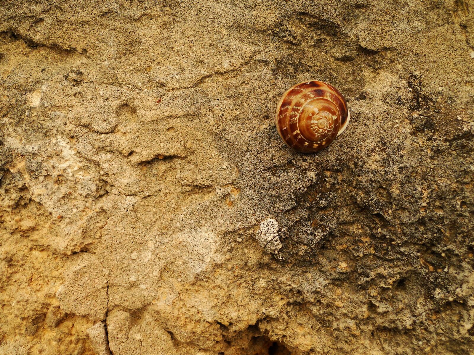 Sony Cyber-shot DSC-HX1 sample photo. Snail, shell, nature photography