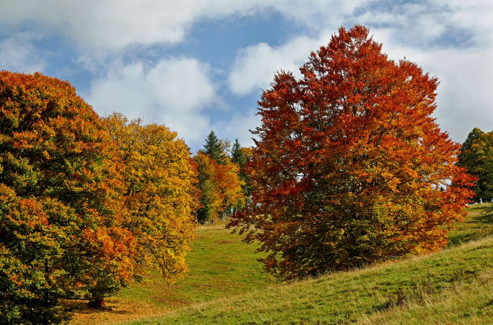 Fujifilm XF 55-200mm F3.5-4.8 R LM OIS sample photo. Autumn, autumn forest, trees photography