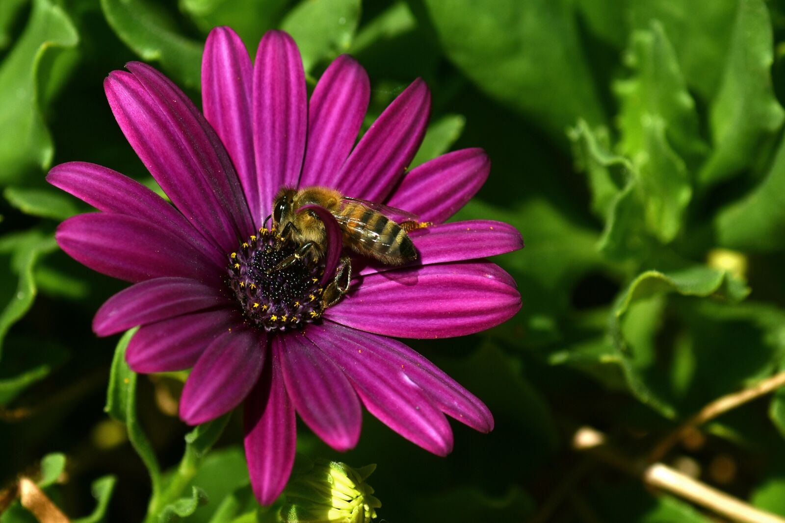 Nikon D3500 sample photo. Flower, bee, pollination photography