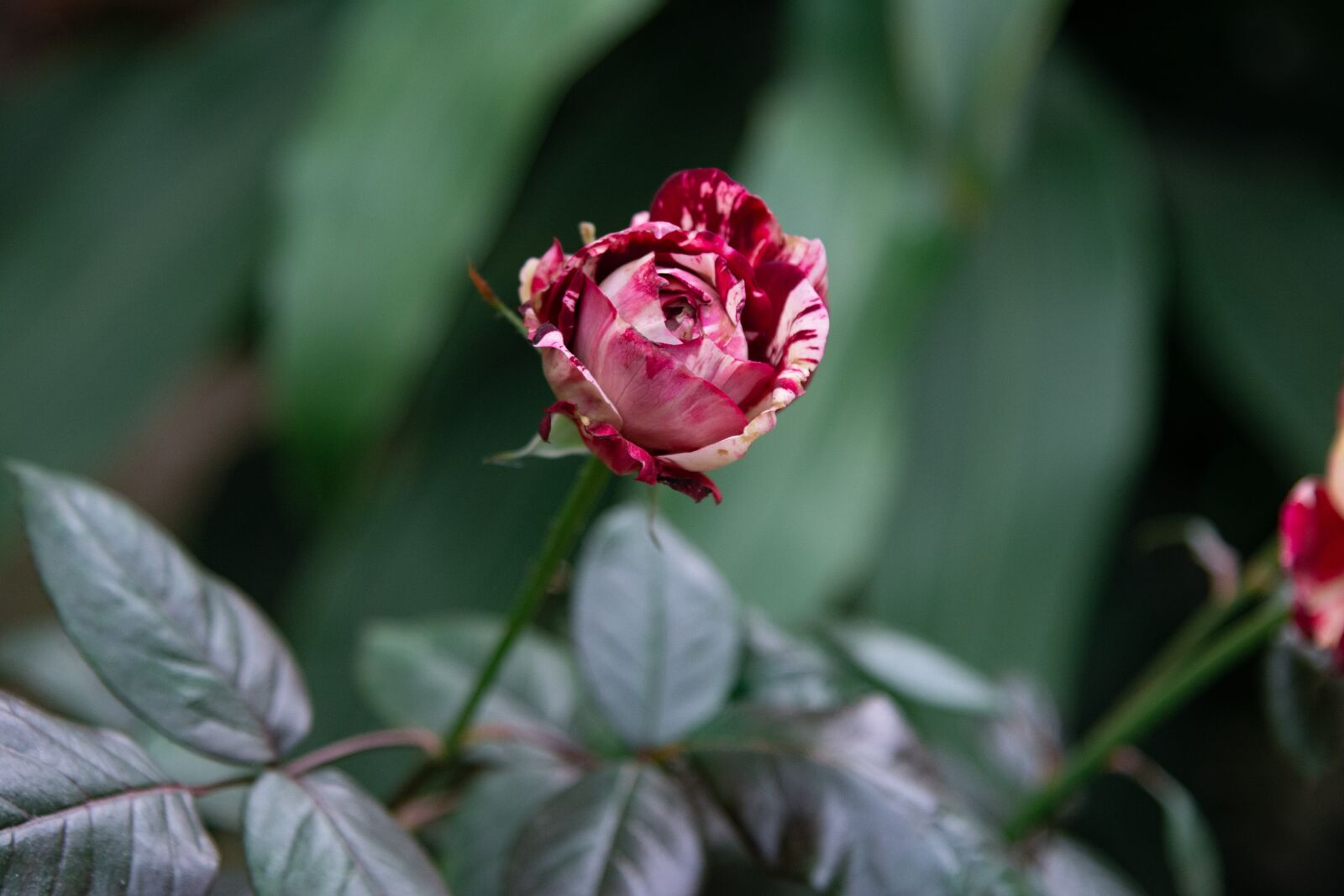 Nikon D7100 sample photo. Nature, flower, julio rose photography