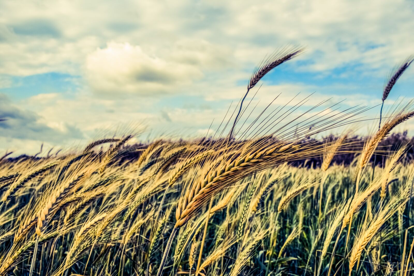 Nikon D3300 sample photo. Barley, cereals, wind photography