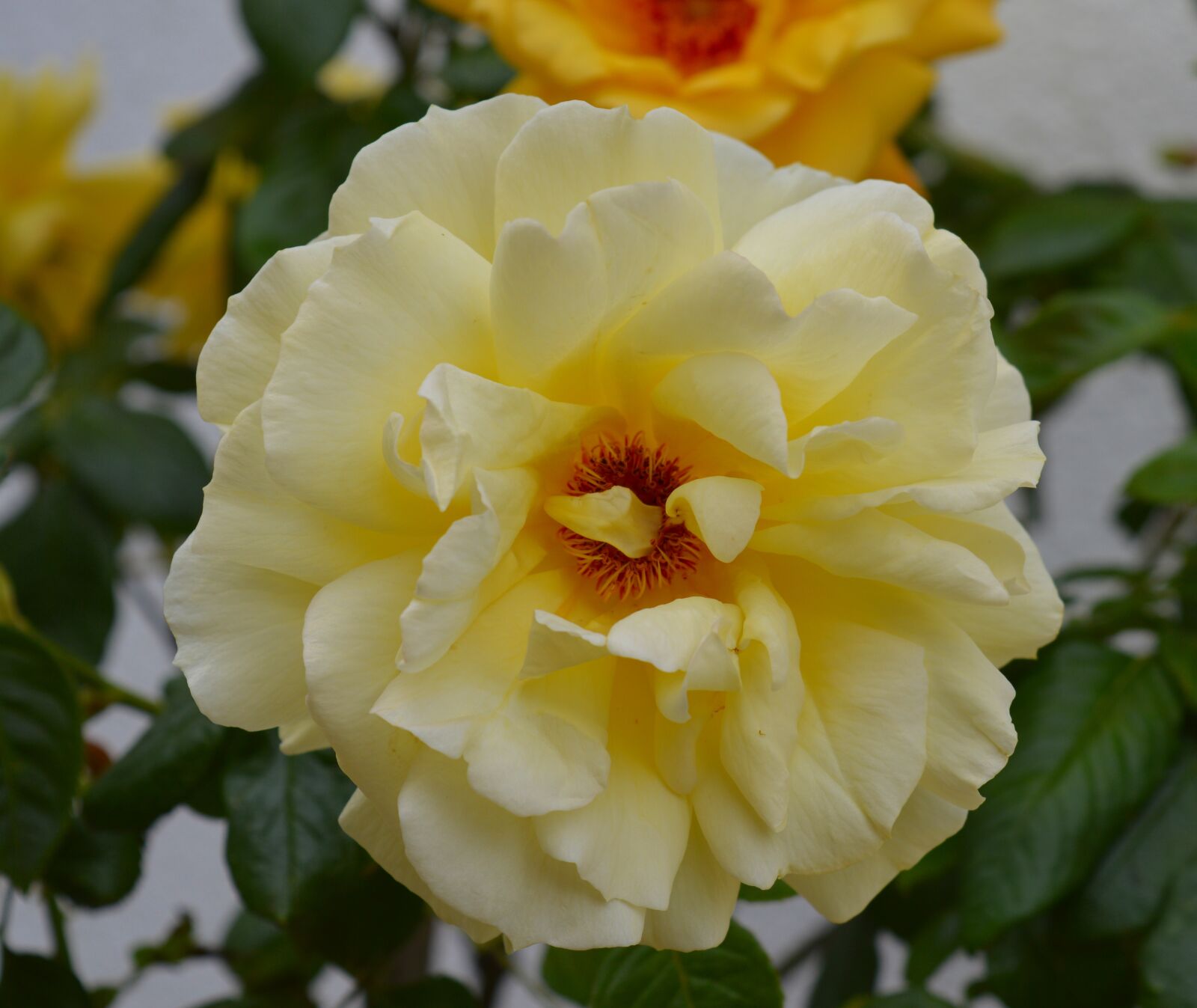 Nikon D3200 sample photo. Rose, yellow, rose bloom photography