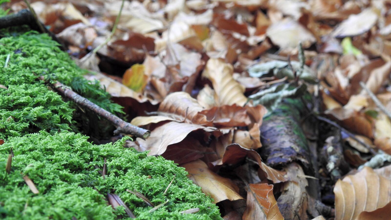Nikon Coolpix P900 sample photo. Leaves, forest, moss photography