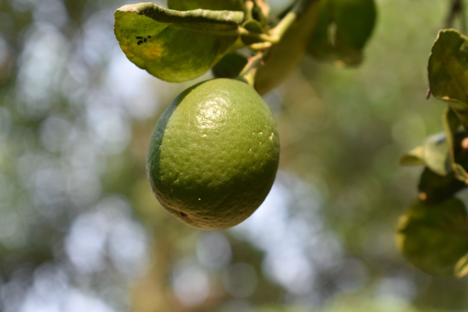 Nikon D3400 sample photo. Lemon, fruit, vitamin photography