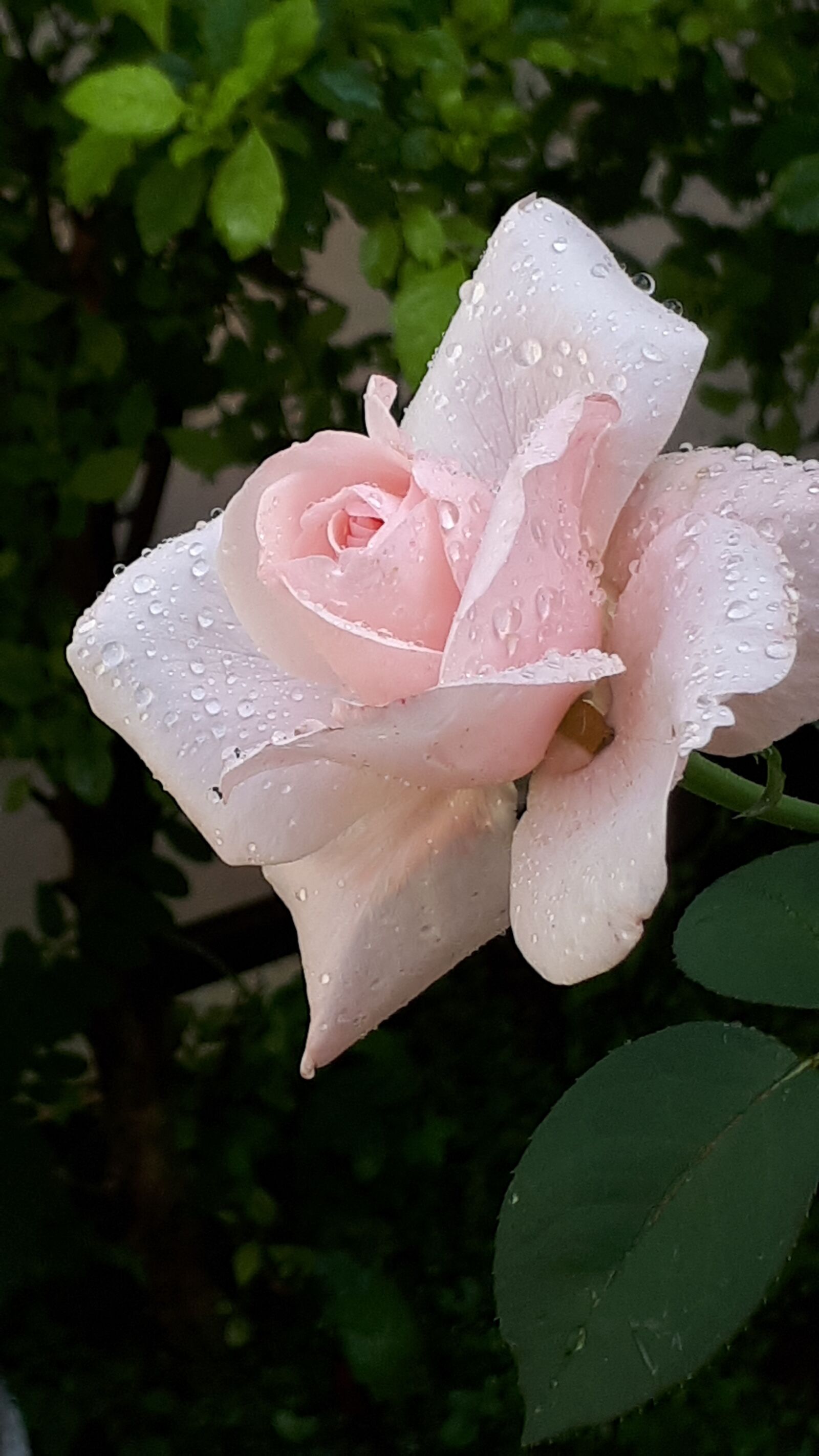 Samsung Galaxy A5(2017) sample photo. Rosa, perfume, flowers photography