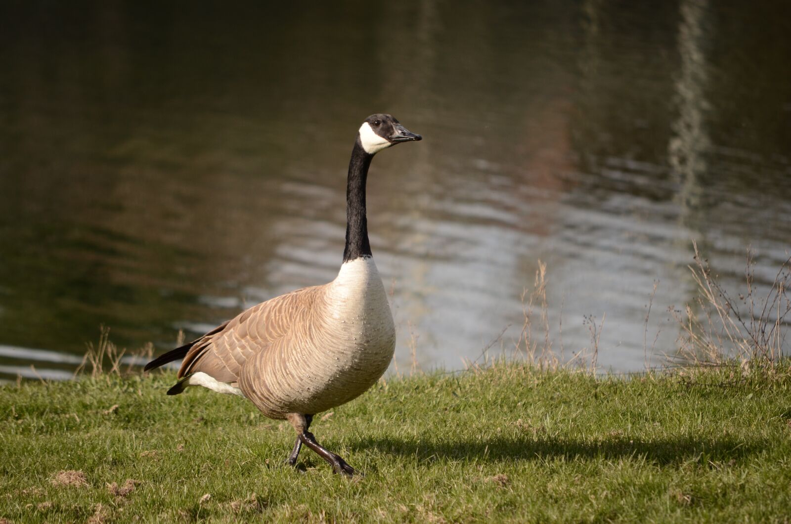 Nikon D7000 sample photo. Goose, geese, goose walking photography