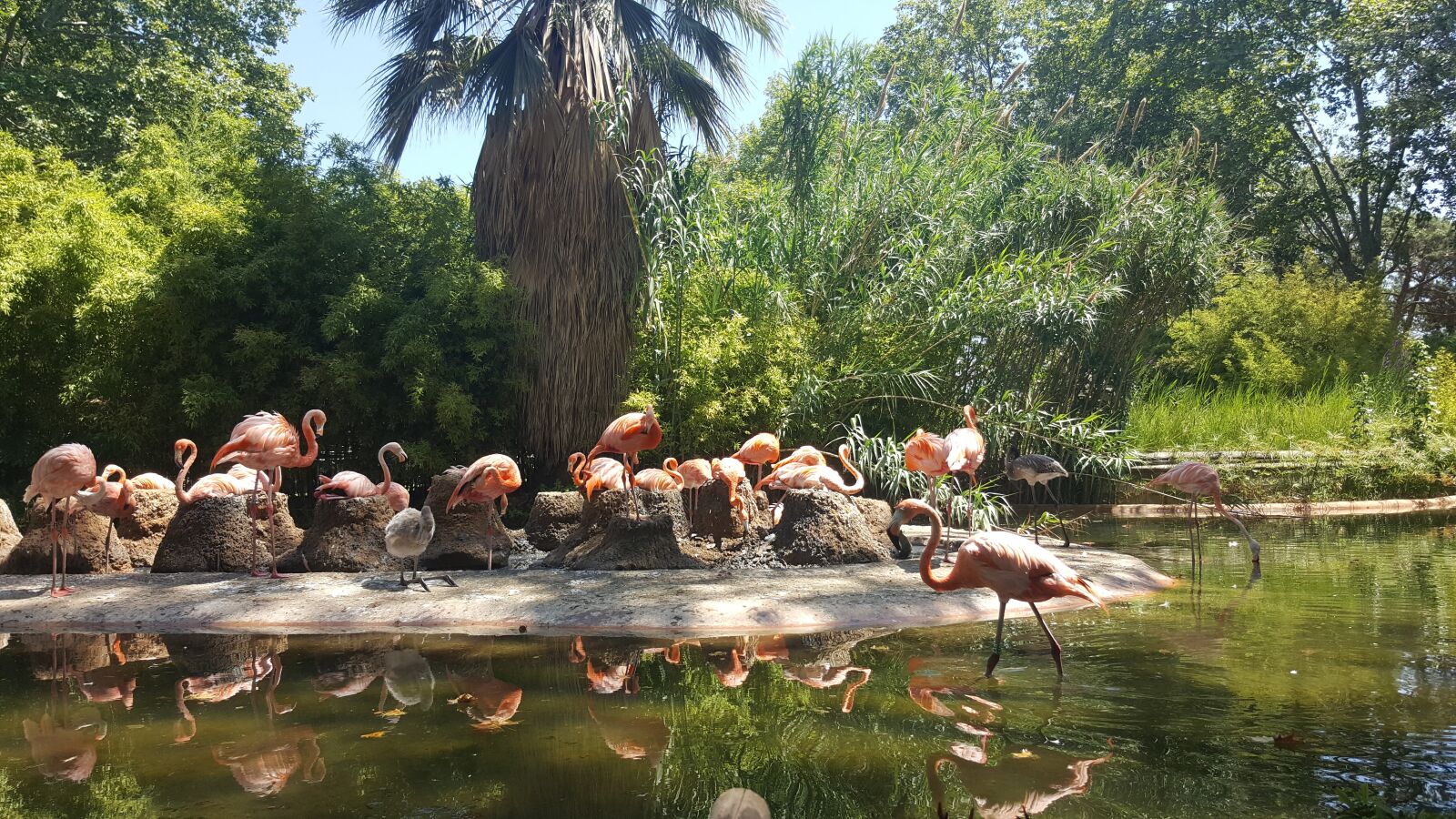 Samsung Galaxy S6 sample photo. Flamingo, zoo, water photography