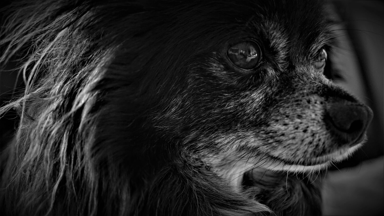 Sony a6000 + Sony E 30mm F3.5 Macro sample photo. Chihuahua, dog, small photography