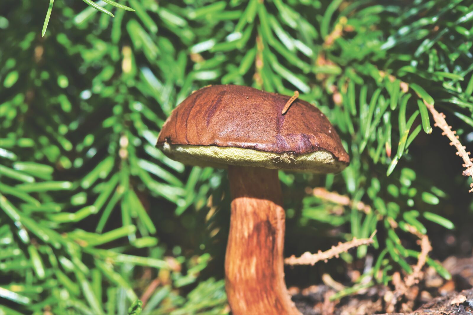 Nikon D7200 sample photo. Brown cap, mushroom, forest photography