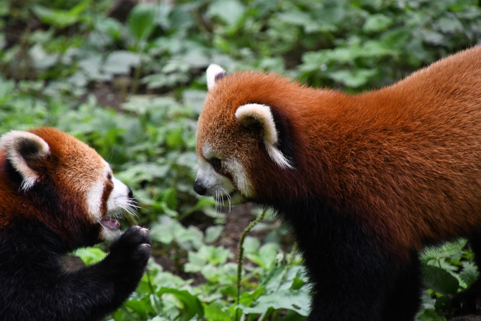 Nikon D7500 sample photo. Redpanda, animal, zoo photography