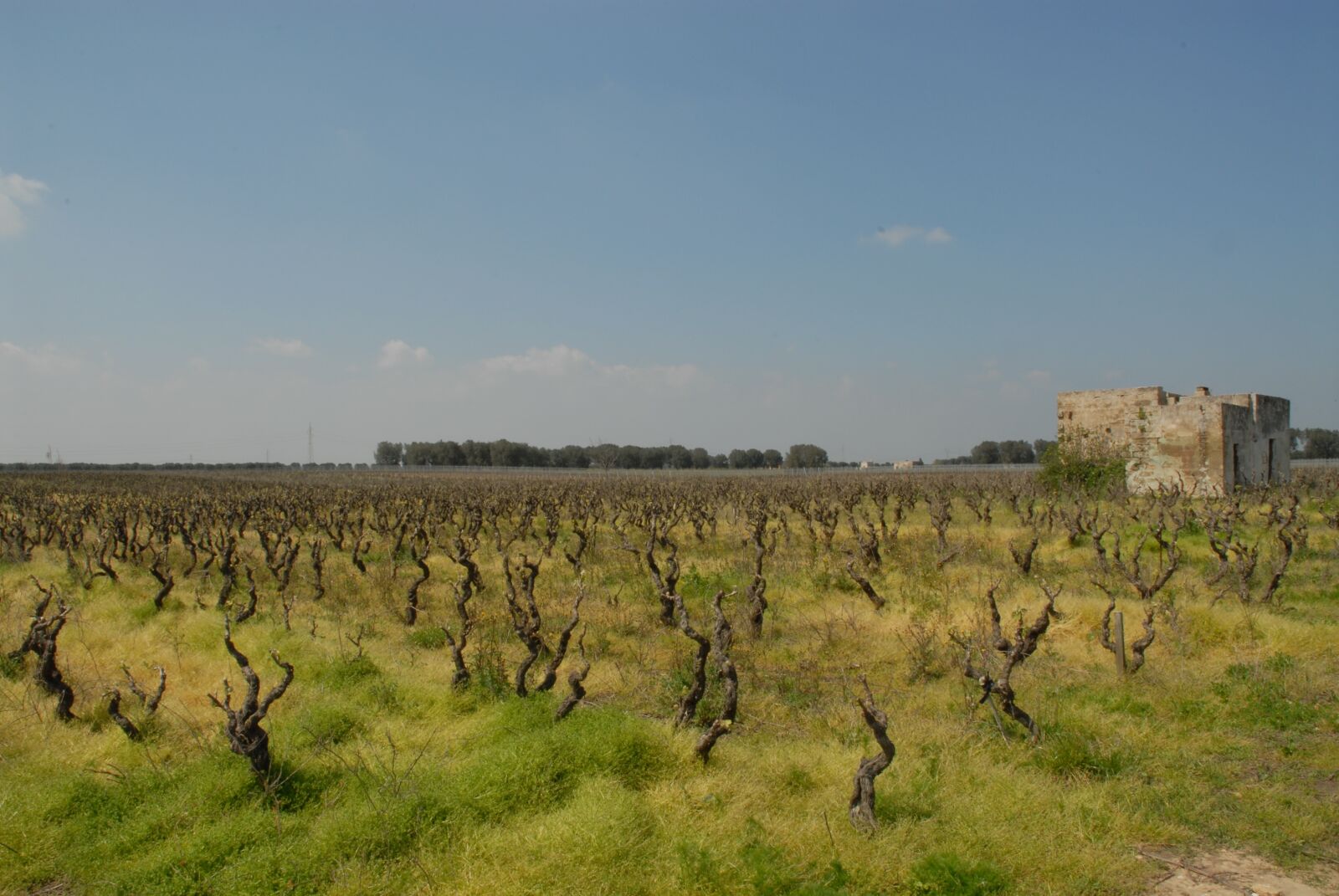 Nikon D200 sample photo. Campaign, vineyard, viticulture photography