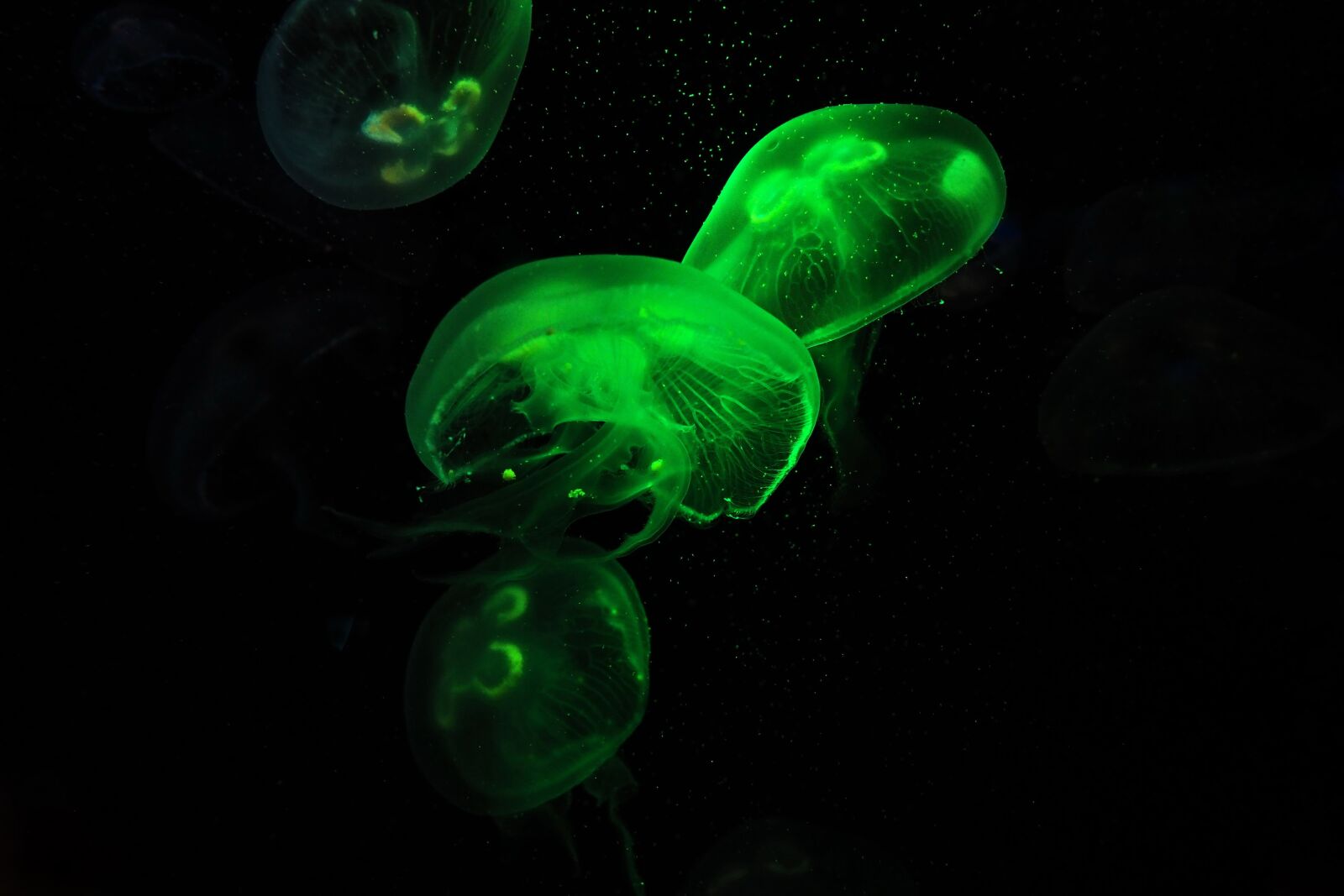 Olympus OM-D E-M5 II + Olympus M.Zuiko Digital ED 12-40mm F2.8 Pro sample photo. Jellyfish, meduse, medusa photography
