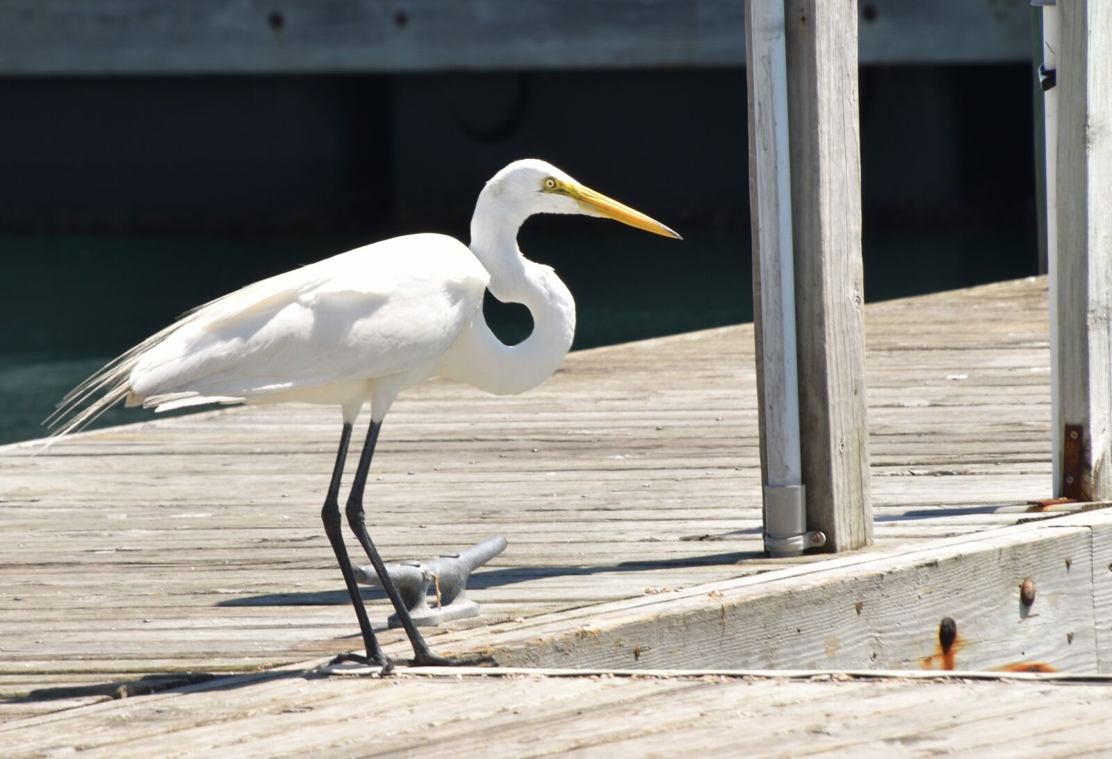 Nikon D5600 sample photo. Bird, dock, pier photography