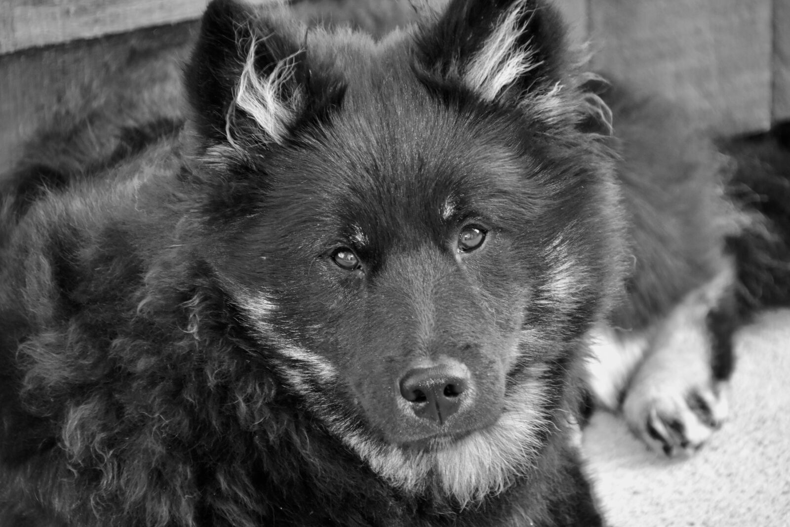 Nikon D5600 sample photo. Dog, bitch, eurasier philia photography
