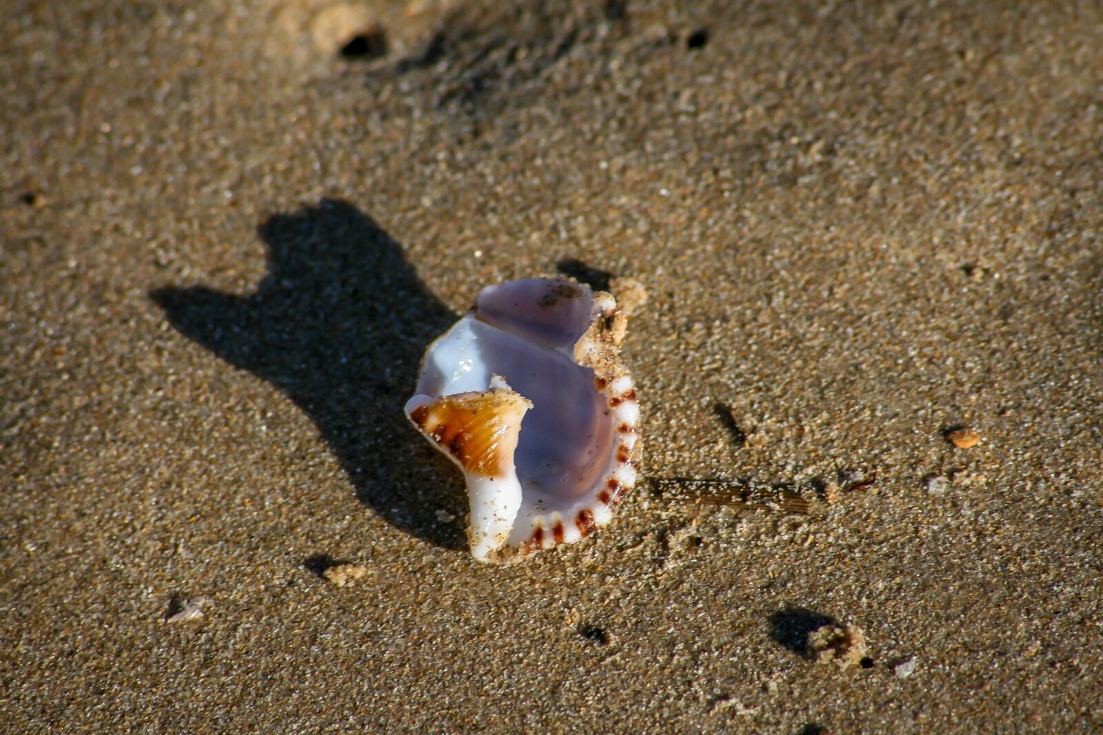 Canon EOS 400D (EOS Digital Rebel XTi / EOS Kiss Digital X) sample photo. Shell, sand, beach photography